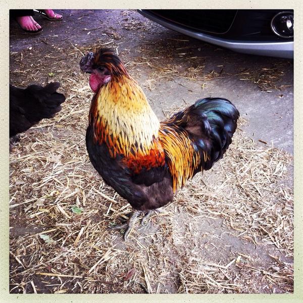 thebramleyowl's tweet photo. Discovered Goodalls of Tong today. Ice cream and farm animals. What more could you want .} http://t.co/6HfsIKAOyc