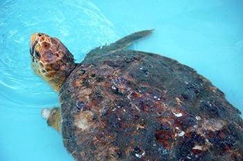 pbcparks's tweet photo. #Seaturtle release (Chiquita): Tues, July 29, 10 am (weather permitting) @ #JunoBeach! (via @LoggerheadMC) #pbcparks http://t.co/fKO0yuy16P
