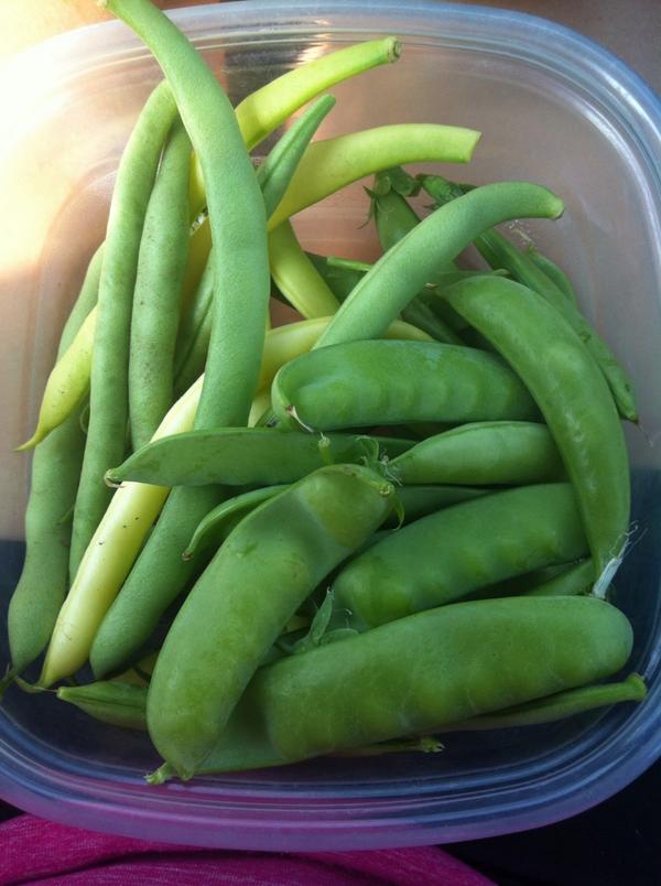 bethpaynter12's tweet photo. Weeding the garden is so much better when things have grown and you can snack while weeding! #smallwins http://t.co/tP6xj3udym