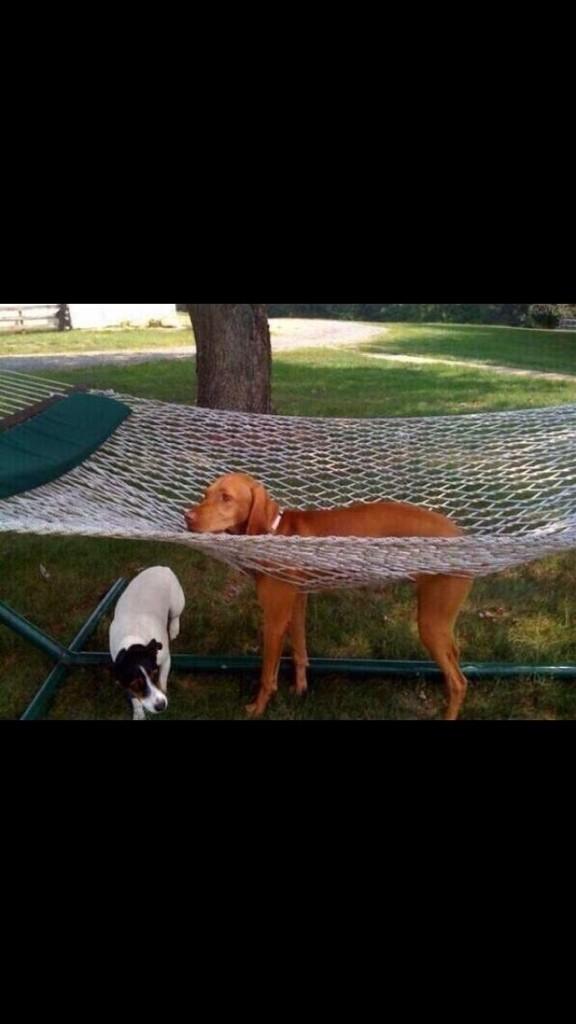 JimmyJpash's tweet photo. The net in the obstacle course was just like this..😳🙈 http://t.co/Bwp1wrt2tY