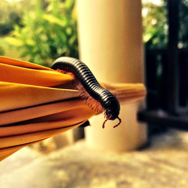 KatyTanham's tweet photo. Finding lovely new friends in my bedroom #sleepingwithoneeyeopen  #thailand http://t.co/3P70m3xrP0