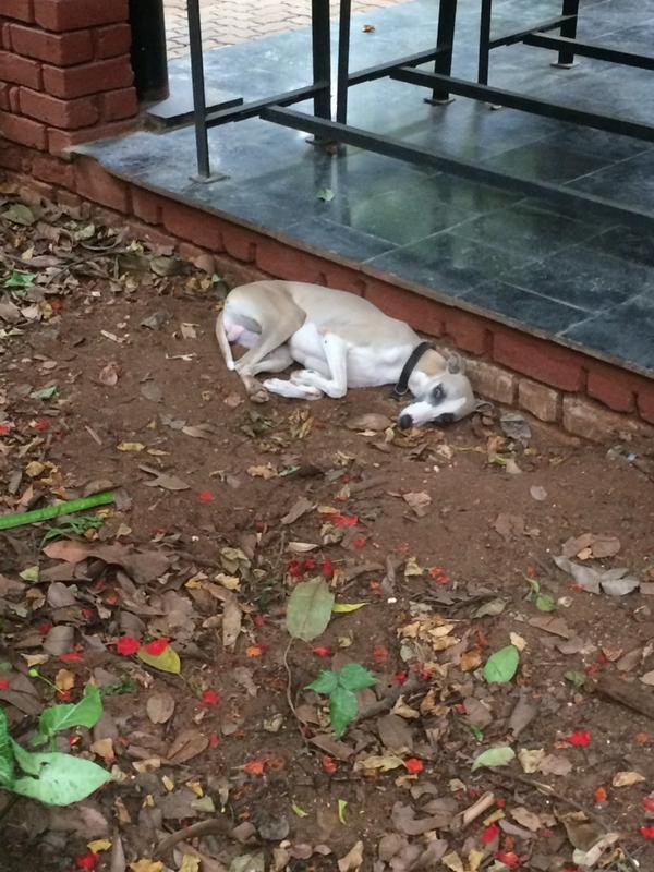 ellirella's tweet image. Indian doges!! Courtesy of @zrozler #suchcute