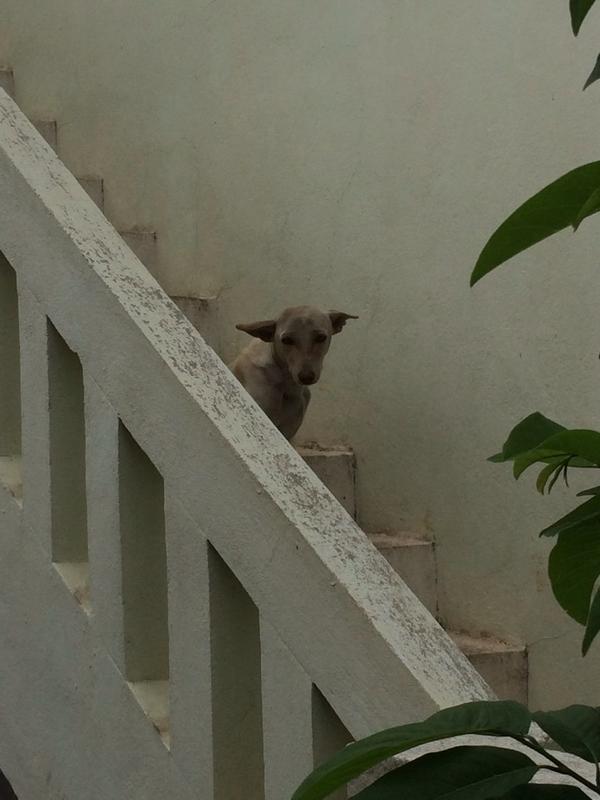 ellirella's tweet image. Indian doges!! Courtesy of @zrozler #suchcute