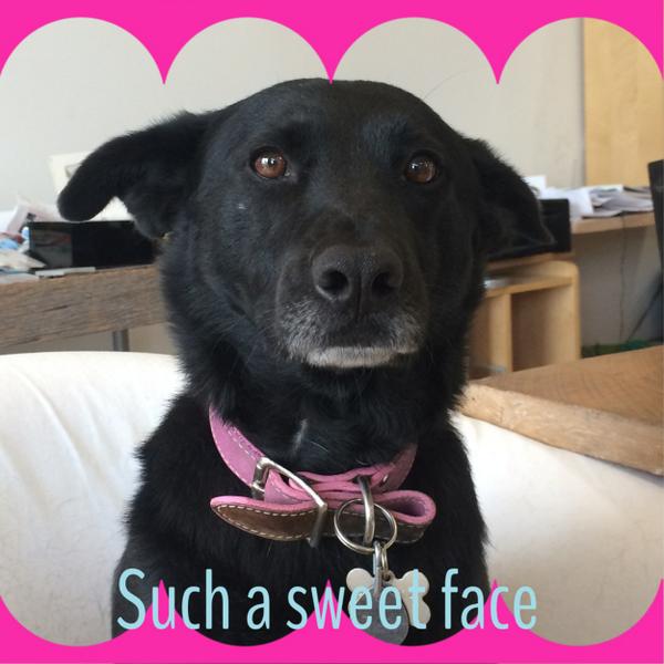 Lulu is our director of security. She keeps our home safe, too. Possums caught this year--4!!!