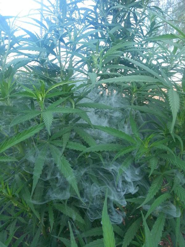 420Effect's tweet image. Wake and bake with the girls