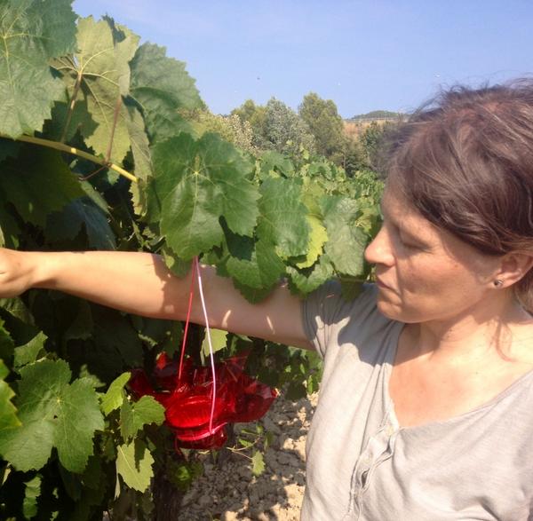 #viupenedes #fanalets #canpasqual #vinyes <a href="/VinsdelPenedes/">Els Vins del Penedès</a> @gurmetcatalunya <a href="/GelidaEntitats/">GelidaEntitats</a> <a href="/ViuPenedes/">Viu Penedès</a>