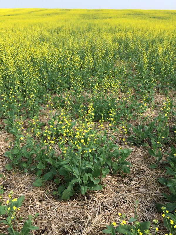 Start planning your trash management strategy for #harvest14 now. #upto4"thick #emergenceissues #yieldhit