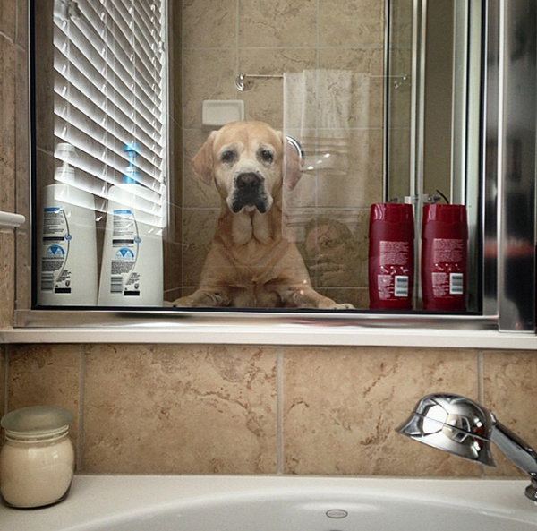 HunterYellowLab's tweet photo. Umm-- so this is awkward!

#dogs #pets #shower #bath  #cleanliness  #labradors #shampoo #bathroom http://t.co/BVK490eLqC