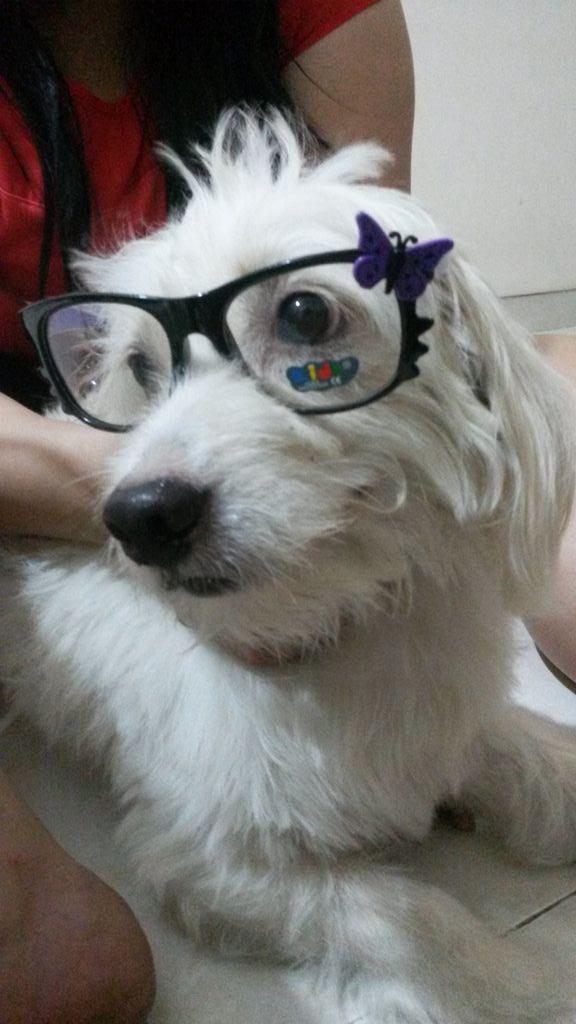 Ivnsusanto's tweet photo. Chibi chibi hak hak hak. http://t.co/Vt3oA7lUBo