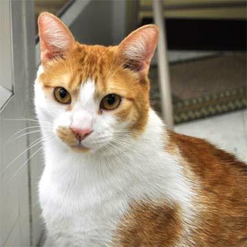 TaviandFriends's tweet photo. RUDY, handsome ginger boy, looking for LOVE! http://t.co/mSrq4sayMF http://t.co/4zvhRnkQp4