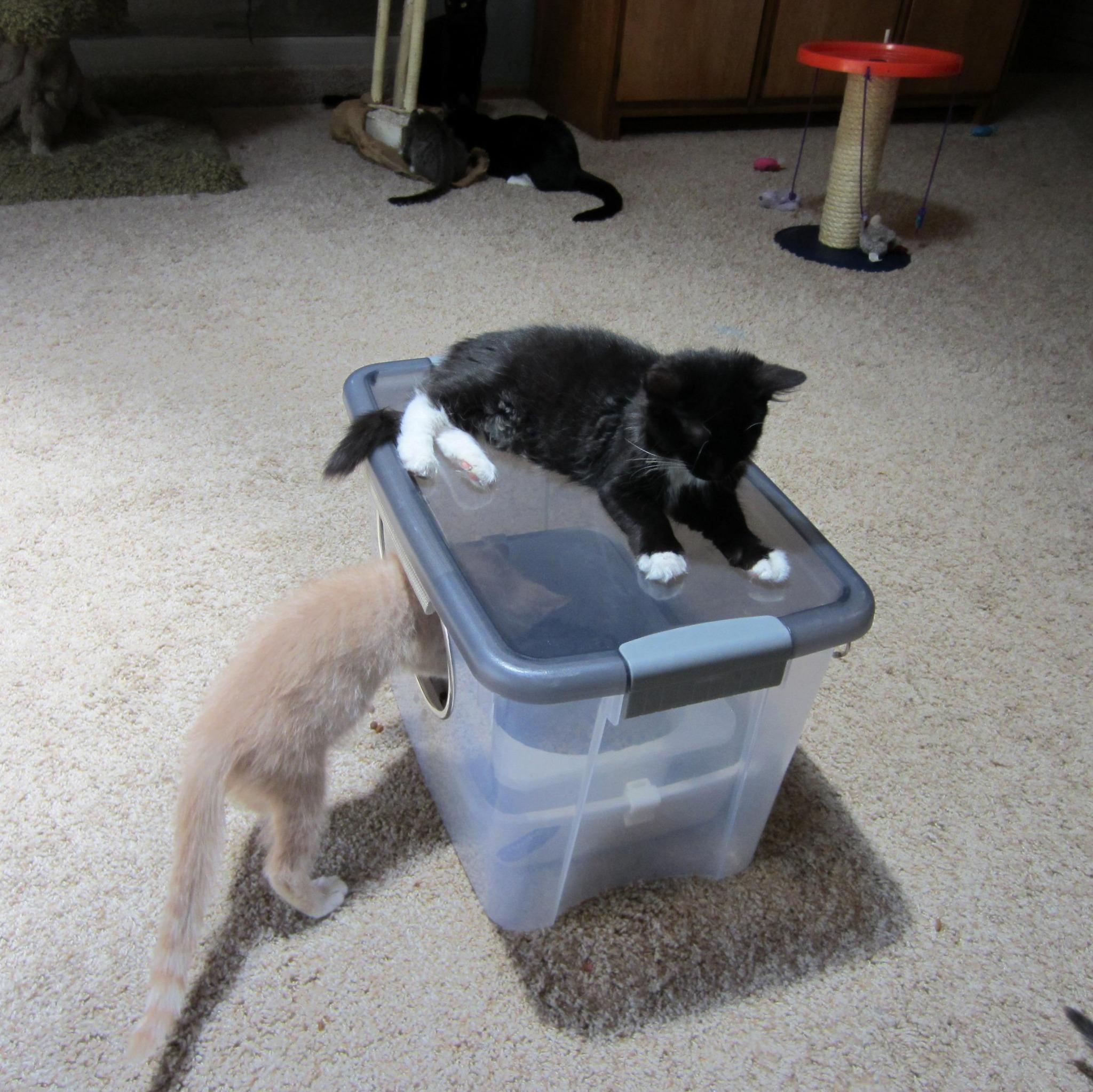 Outdoor Pet Feeder On Twitter Cats Love The Outdoor Pet Feeder
