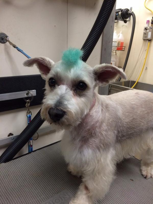 #petexpressions #mohawk #inspiredbypets