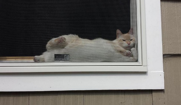 sfergs93's tweet photo. Rudy's attempt at indoor tanning http://t.co/aFCheM9uYf