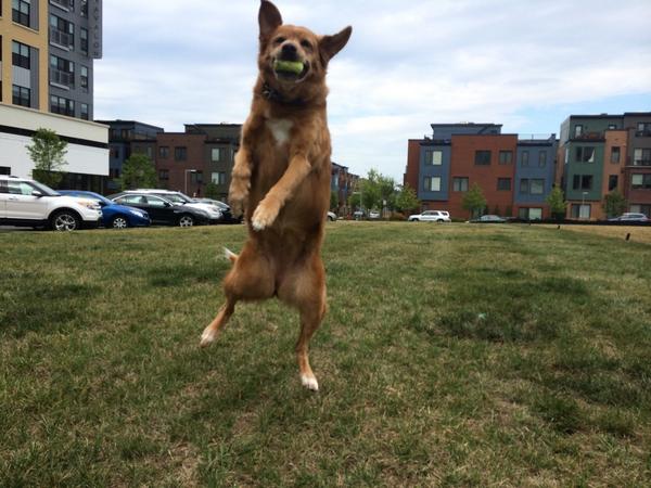 22Paws tweet picture