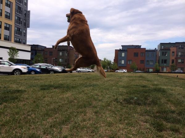 22Paws tweet picture
