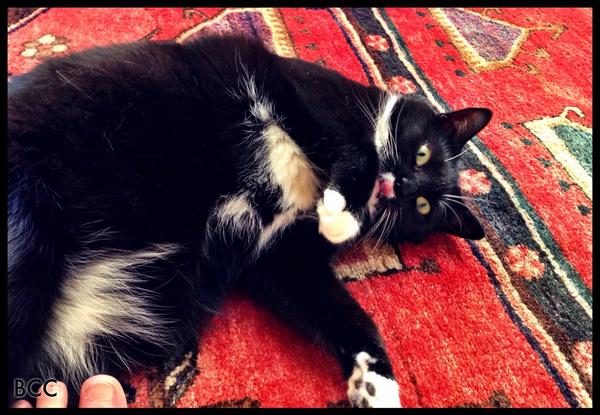 BlackCatFrazz's tweet image. Happy #Caturday from Junior! @catsrimportant @masterkillercat @mainzina @ONEMAKEmeg