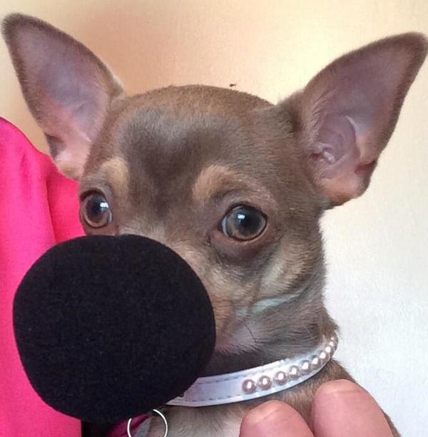 werehandy's tweet image. Posing!