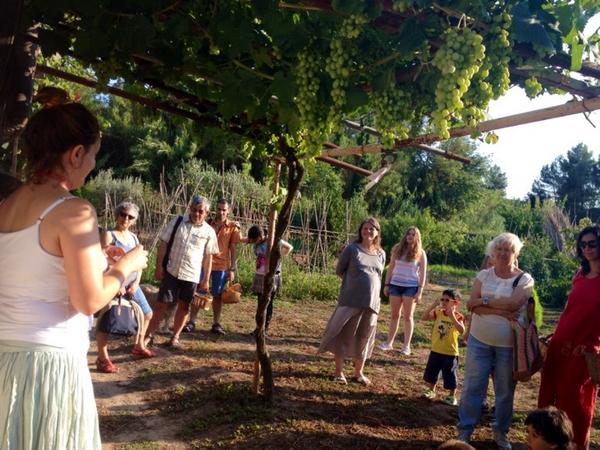 #viupenedes #faulesalcapvespre #Isop #faulesdenatura del s.V a.C. absolutament vigents <a href="/Can/">can</a> Pasqual <a href="/ViuPenedes/">Viu Penedès</a>