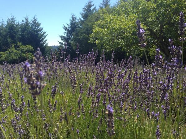 MtnsideLavender's tweet photo. There is still some beautiful lavender available in this beautiful weather! http://t.co/oPCjO5ejk3
