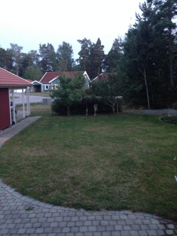 FillzMinecraft's tweet image. Hope this doesnt strengthen the swedish steretype... But there is two big ass mooses in my front yard. Here is one
