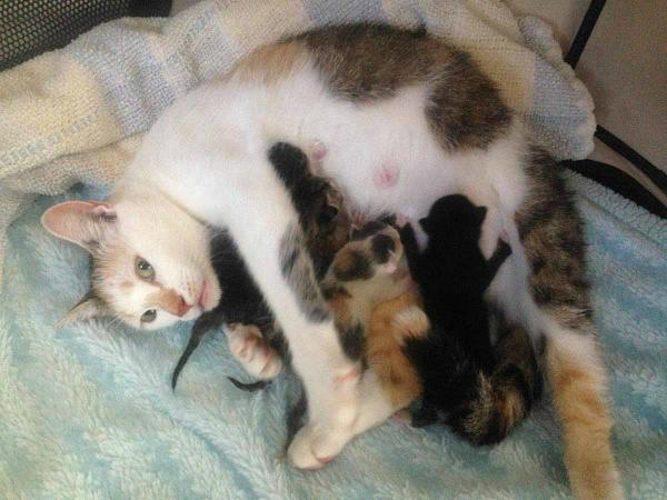 TaviandFriends's tweet photo. ADOPT! JULIE + KITS will need good homes!http://t.co/UnkJNdVVUP http://t.co/NioE4aDM6e