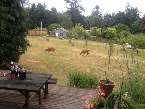 Deer everywhere here