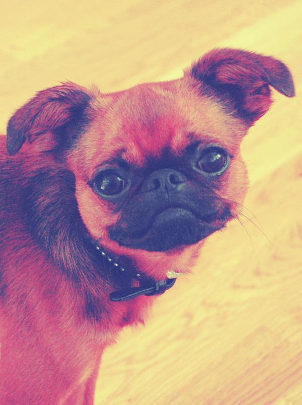 LilleSimsSide's tweet image. Hello