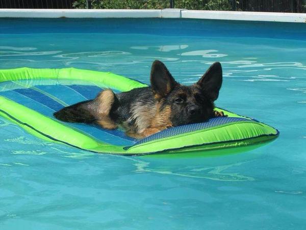 RocketRescues's tweet image. Thanks to our sponsor @MagicPoolSvcs  more #germanshepherd &amp;amp; #dogs of all kinds can live #TheGoodLife