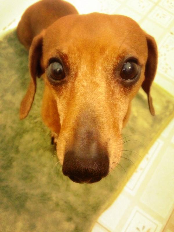 apbrantley's tweet photo. Ignore those puppy dog eyes. He has the breath of death. http://t.co/gerJgPy1gh