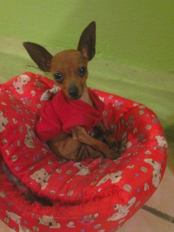 aline_reck's tweet image. bbzinho da mamãe