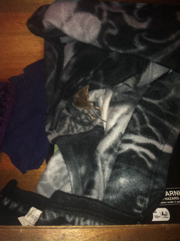 LilliePulitzer's tweet image. We thought Sarah's blanket smelled weird....now we know why #ew #deadmouse #notmodest