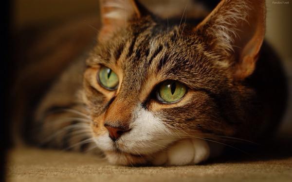 reginahelenate1's tweet photo. E_X_C_L_U_S_I_V_E
@SigaMisGatitos 
@koparan_47 
@SSscoop475 
@Eduardo91221843 
@HomeVed 
@oln_9 
    #TFB__Cats http://t.co/1azmehEpIj