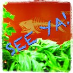 Photo by betterfish (@Better_fish)
