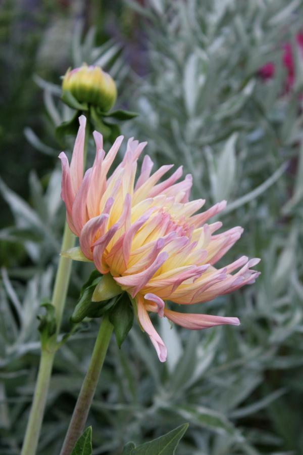 Pretty pink and yellow in our gardens.