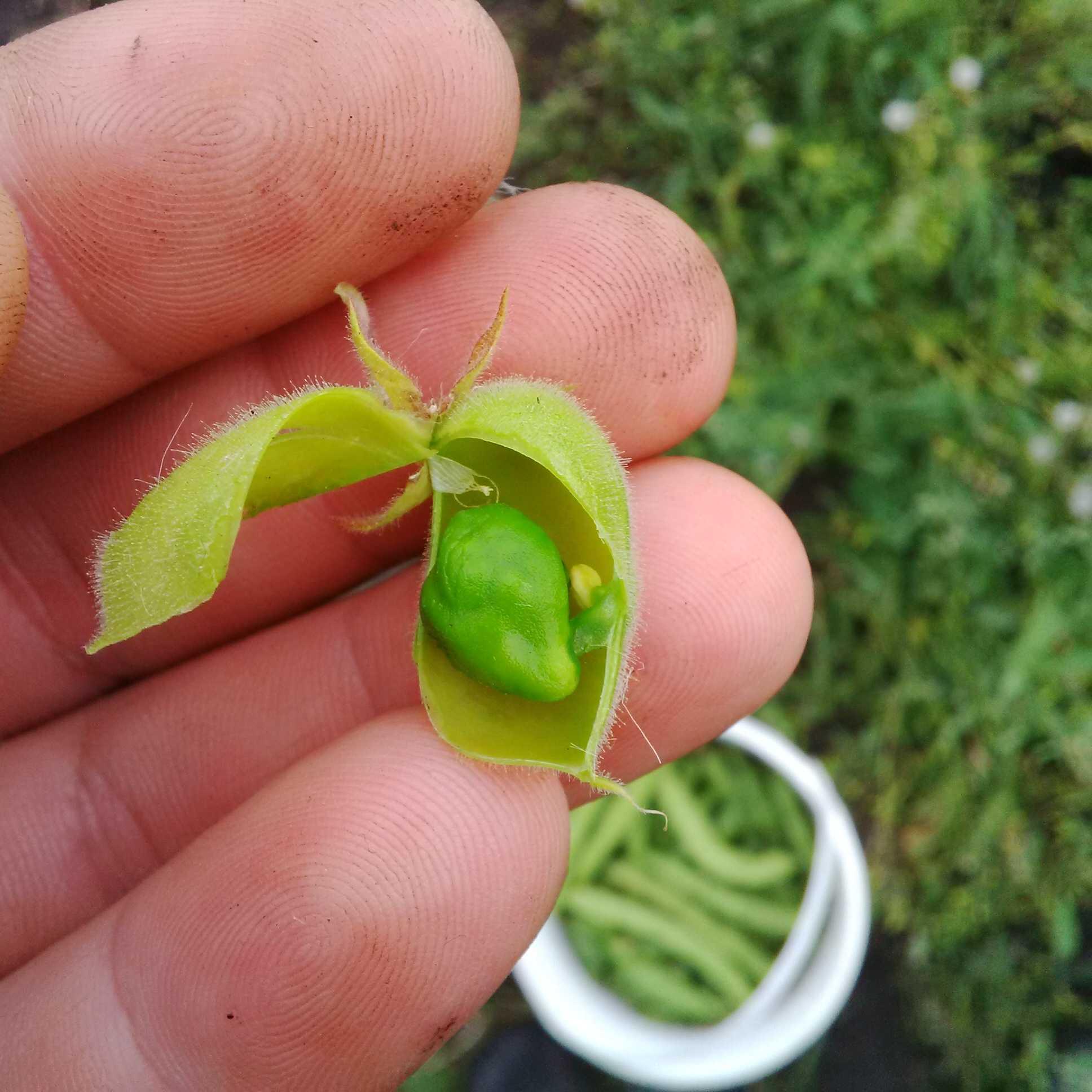 First Chickpea 2014