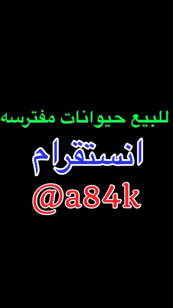 دعم المغردين tweet media