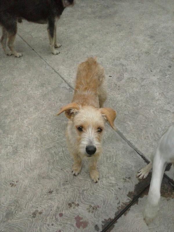 SamFuckingBitch's tweet photo. @Adogcion Me llamo Lita, tengo 11 meses y ESTOY BUSCANDO UN NUEVO HOGAR! AYÚDAME!! http://t.co/4ZCJDlx6Eq