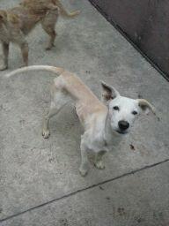 SamFuckingBitch's tweet photo. @Adogcion Me llamo Pulque, soy muy listo y cariñoso y NECESITO UN NUEVO HOGAR!! http://t.co/0WgVpqIz9Y