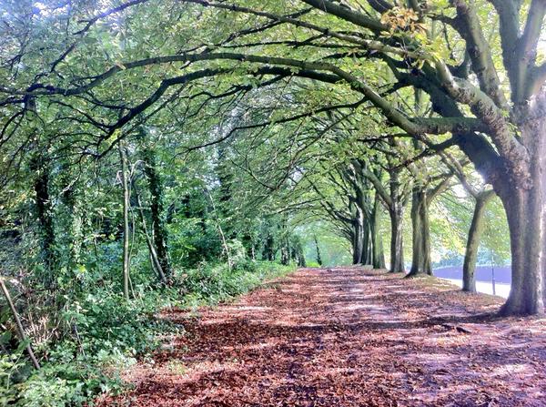 Healthy_Holiday's tweet photo. A forest walk in the grounds of @AllyPallyWatch, north #London http://t.co/cRgzPI6TEG
