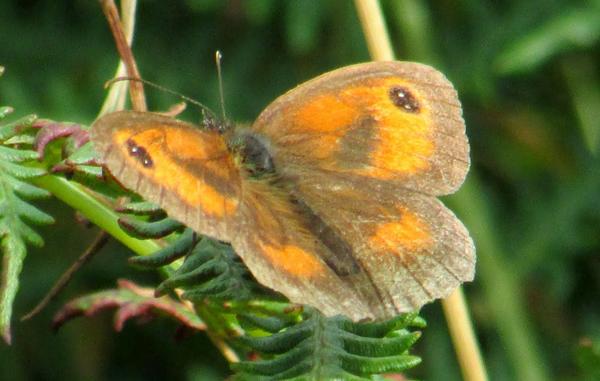 robertz's tweet photo. Another view of one the swarm (?) of these butterflies up Hillsborough this morning. #Ilfr... http://t.co/wbHMSixmFO http://t.co/R9E2Sazrxe