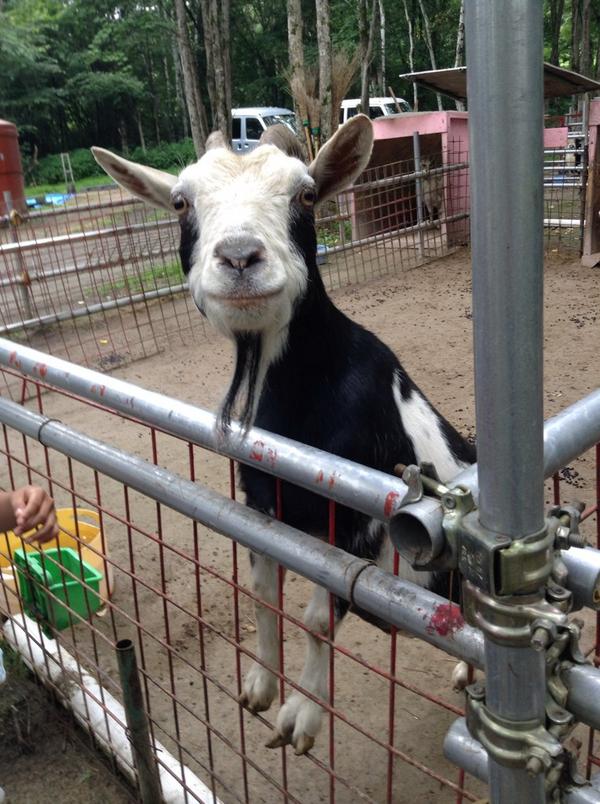 つるいったー 鶴居村支雪裡のカフェ ポニーテール に行って来ました ソースカツ丼ボリュームたっぷり ハンバーグカレーも美味しかったです 併設のミニミニ動物園ではヤギ ヒツジ ポニーなどが見られます Http T Co Nxuwtvtq1m
