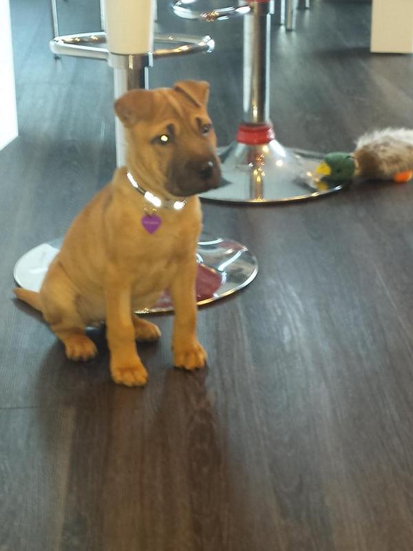 LisaMCooley tweet media