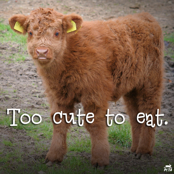 peta's tweet photo. RT if animals are your FRIENDS, not your FOOD. 💔 http://t.co/vzN4oPaa9V