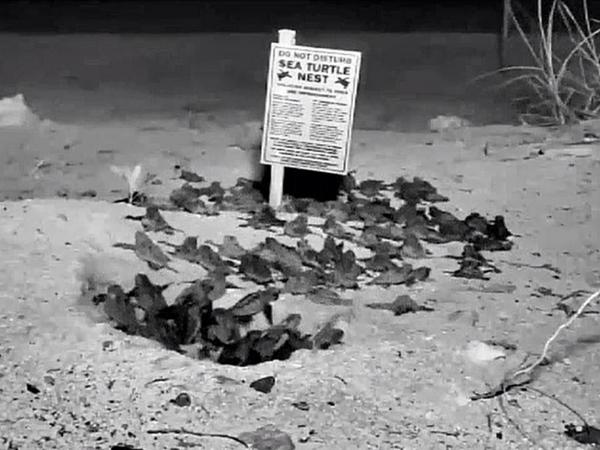 LostParrotNC's tweet image. C'mon everybody!  Let's go catch some waves!  #TurtleCam #Loggerheads #midnightswim #FloridaKeys #BestPicEver