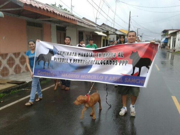 Caminata de hoy en apoyo a los Pitbull y perros catalogados PPP <a href="/AzueroPBC/">vilarcaroline</a> en <a href="/Chitreanos/">Chitré, Herrera</a> @RTChitre @EnterateChi3LS