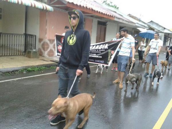 Caminata de hoy en apoyo a los Pitbull y perros catalogados PPP <a href="/AzueroPBC/">vilarcaroline</a> en su recorrido por @RTChitre