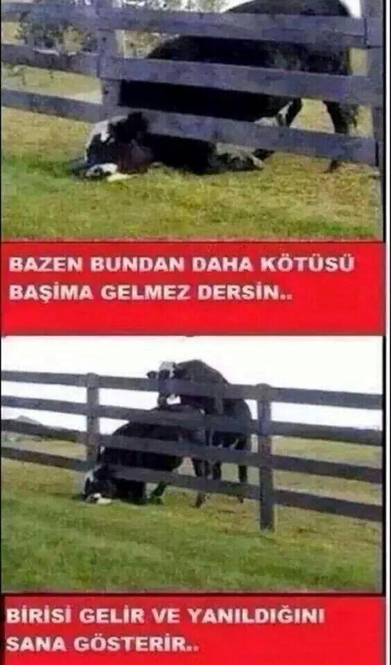 Beterin de beteri var.