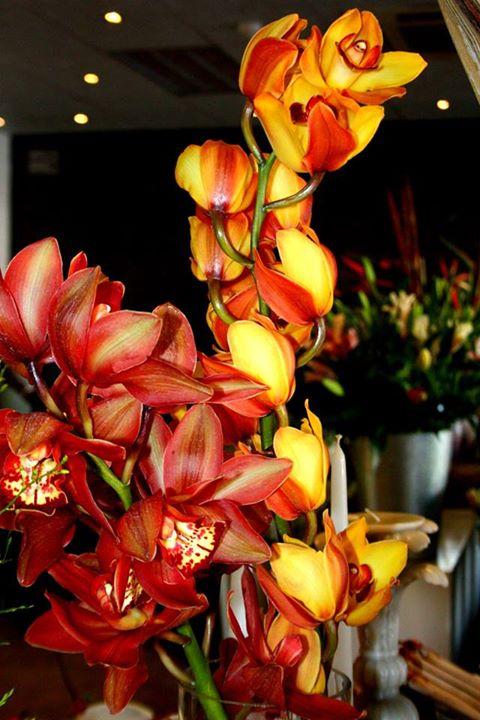 Stunning #Orchids #flowers #Namibia #FloweredEarth #Namibia