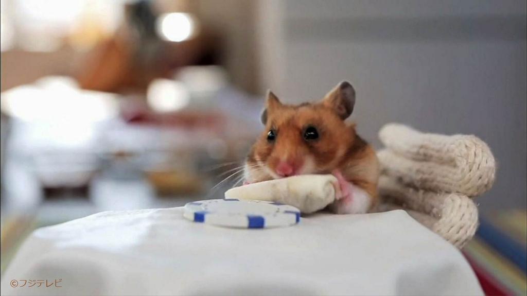 めざましテレビ 明日のココ調は 実況力でもっとも動画を面白くできた人 を選ぶ 動画実況選手権 三宅キャスター 軽部アナ 立本アナが挑戦するよ このハムスターはどんな動画なんだろ キニナル めざましテレビ Http T Co Pxbcrbigs5