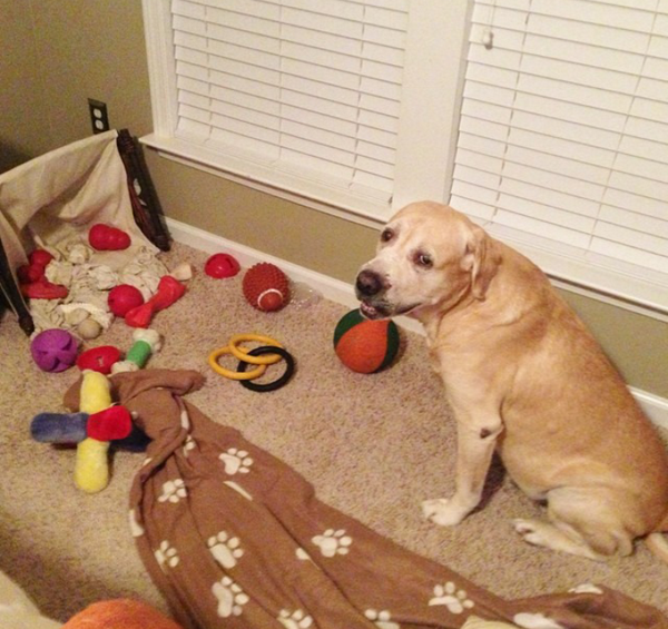 HunterYellowLab's tweet photo. All these toys and nothing to play with....

#dogs #toys #playthings #playtime #pets http://t.co/SNVOPCyCzR
